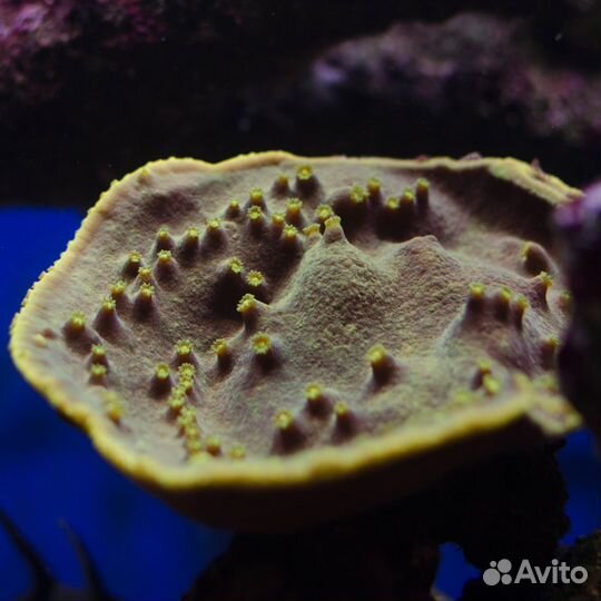 Морской аквариум