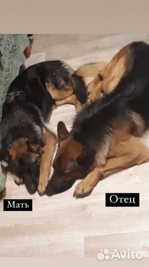 Продам щенков немецкой овчарки