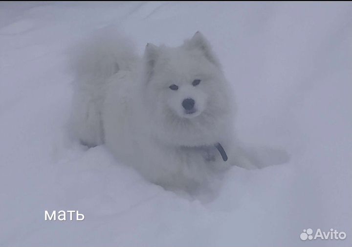 Самоедская лайка щенки