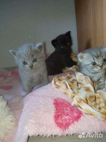 Ждут любимых хозяев