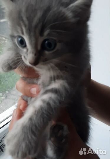 Котик в добрые руки