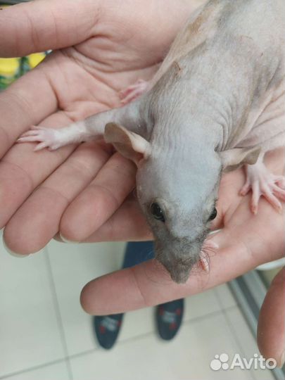 Джунгарский хомяк, крыса