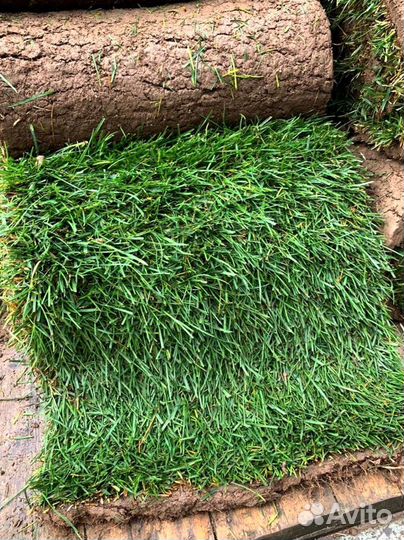 Рулонный газон