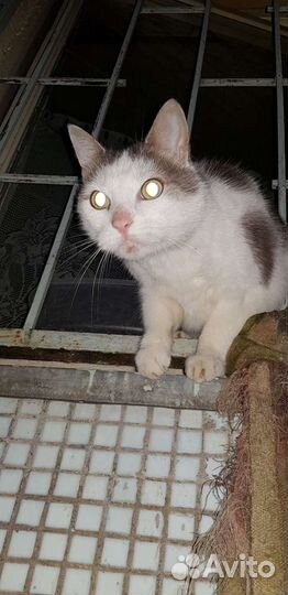 Кот сиротинушка Кузя-хозяин умер-кот брошен