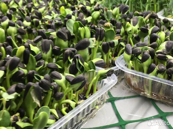 Микро зелень