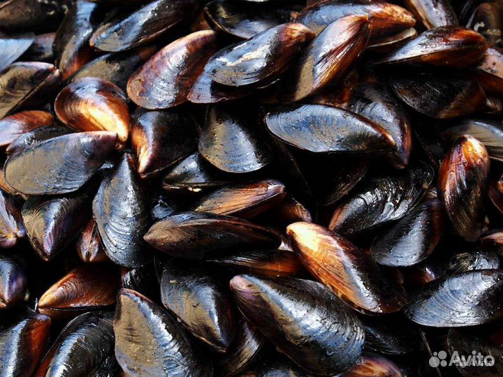 Устрицы, мидии, рыба