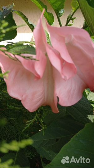 Бругмансия в горшке