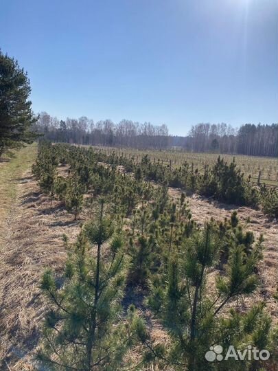 Саженцы сибирского кедра; голубой ели. Крупномер