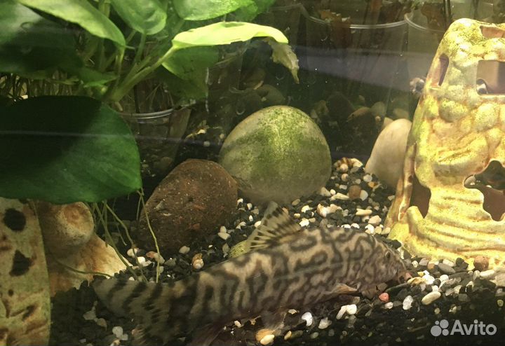 Боция мраморная