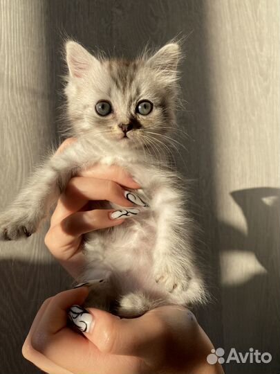 Шотландские прямоухие котята