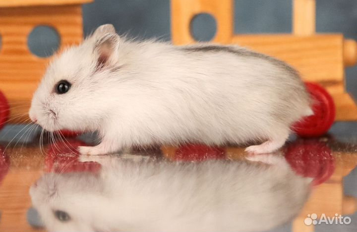 Джунгарске хомячки Приходят на имя Ручные