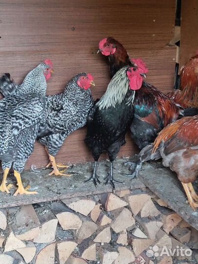 Молодые петушки помесные