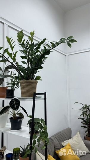 Рабочее место тату-мастера