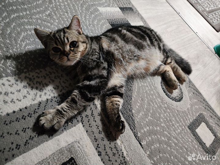 Британская кошка