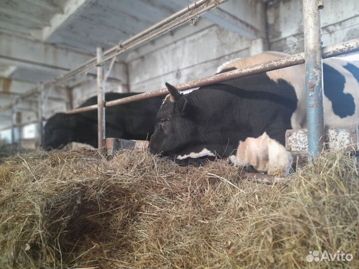 Быки на мясо