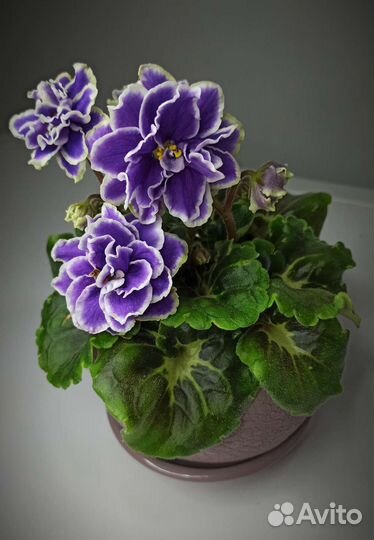 Сортовые фиалки. Симферополь