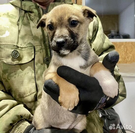 Щенок в добрые руки