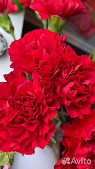 Гвоздика красная