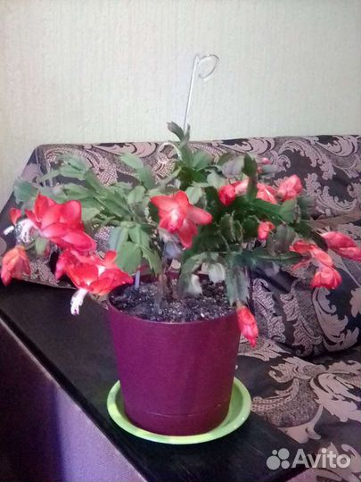 Сортовые шлюмбергера (декабрист)