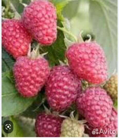 Саженцы малины