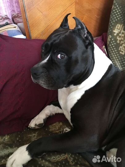 Вязка собаки амстафф