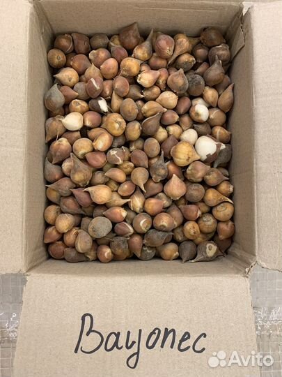 Луковицы тюльпанов