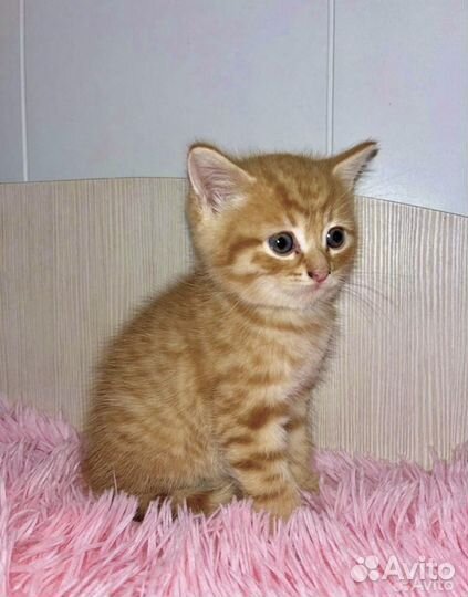 Шотландская вислоухая кошка