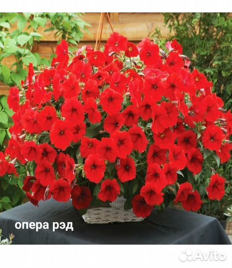Петуния ампельная Тайдал,Опера