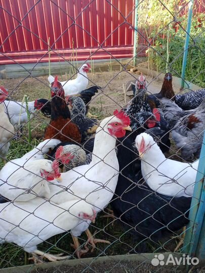 Молодые петухи