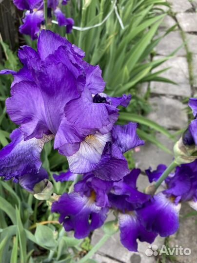 Ирисы,лилейники,ромашки и другие многолетники