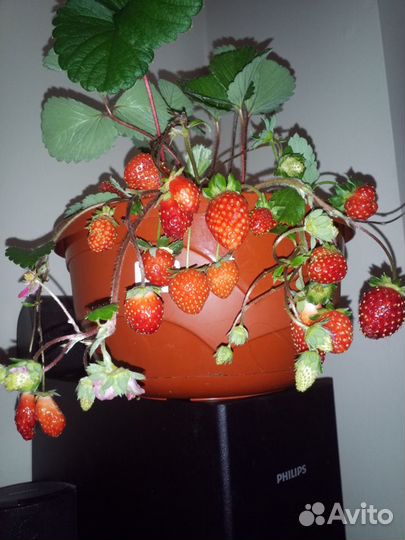 Рассада для подоконника и открытого грунта