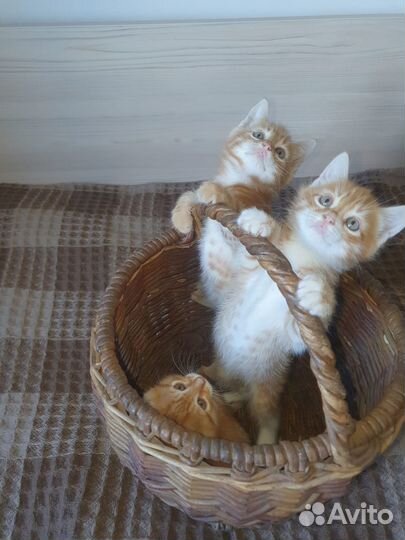 Котята в добрые руки мальчики