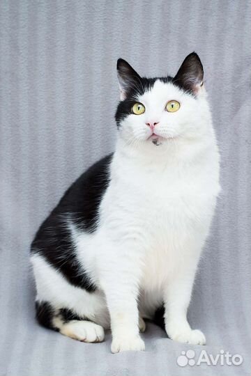 Шанс для чёрно-белой кошечки