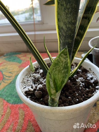 Сансевиерия