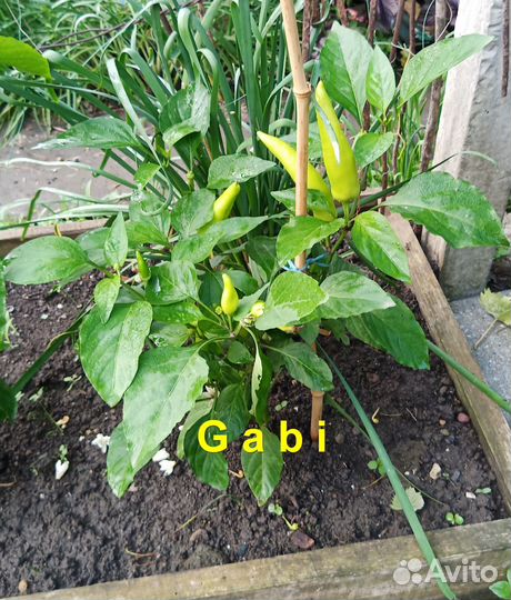 Перец для цицака «Gabi» 20 семян
