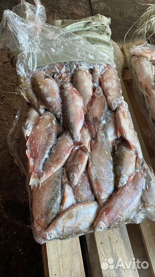 Вобла, чехонь, жерех, лещ свежемороженые