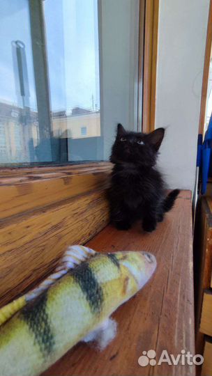 Отдам в добрые руки прекрасного котёнка