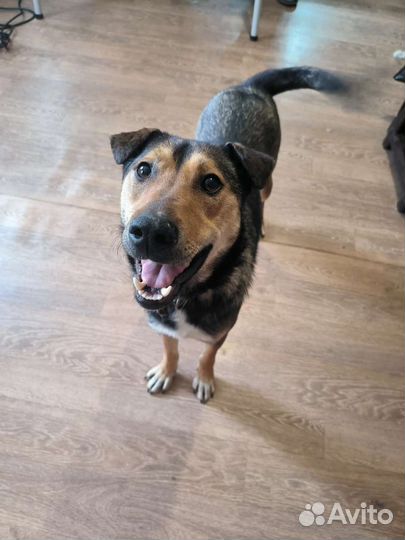 Собака Буся