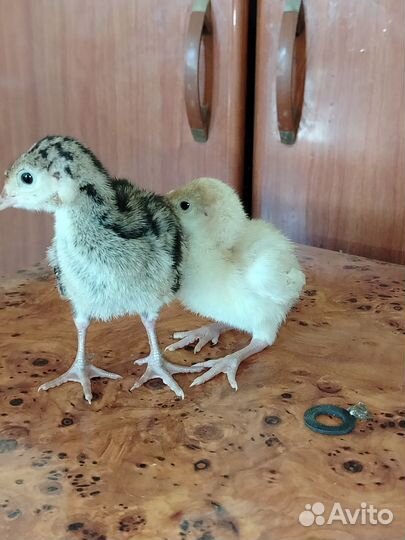 Индюки индюшата