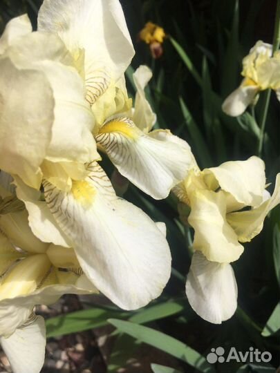 Ирис бородатый