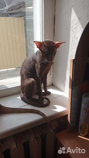 Ориентальная вязка