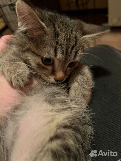 Котёнок Боцман ищет дом