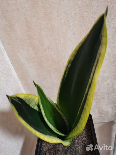 Сансевиерия