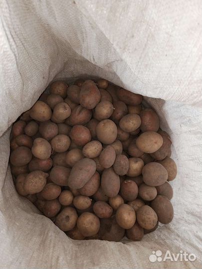 Картофель на корм скоту