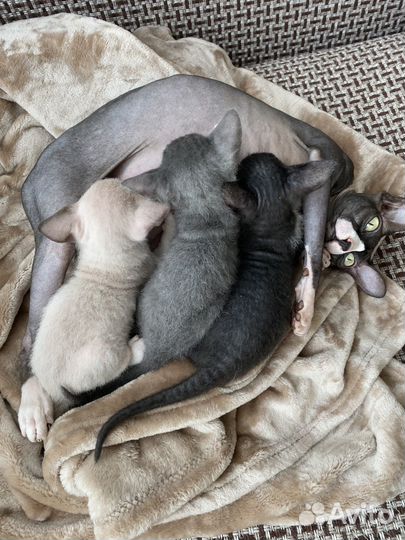 Котята Сфинкс Браш
