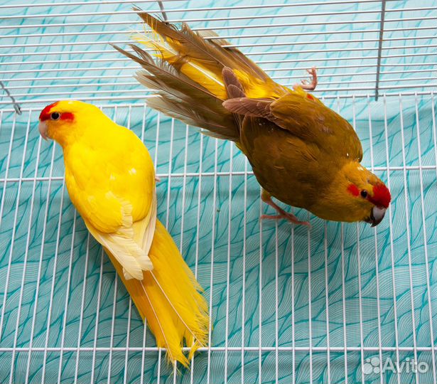 Какарик птенцы