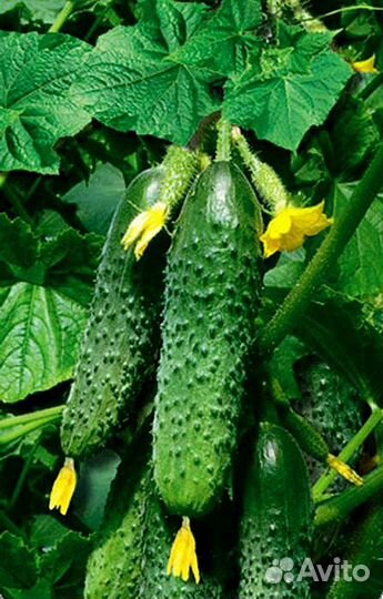 Семена самых урожайных огурчиков