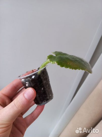 Укорененная Ле Белая Камелия