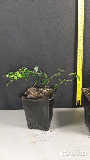 Пальчиковый лайм Фингер