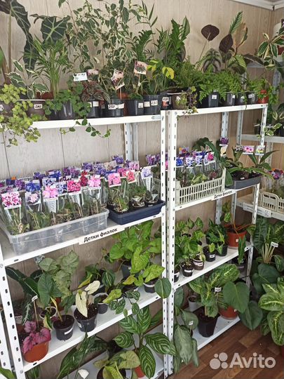 Фиалки. Стрептокарпусы.Комнатные цветы.Ахименесы